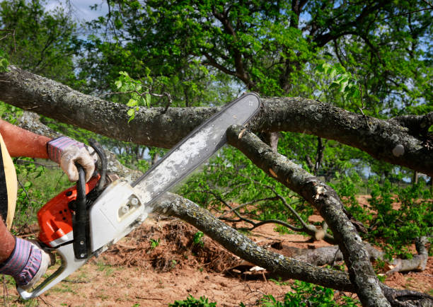 Reliable Dillonvale, OH Tree Care  Solutions